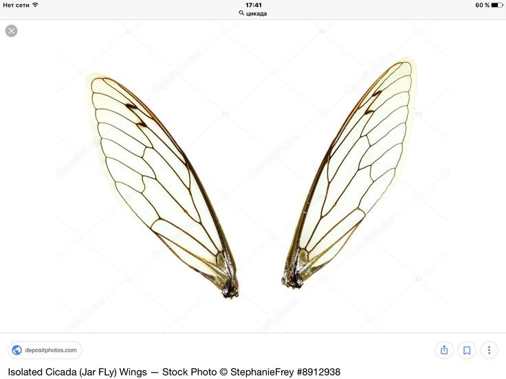 Крылья насекомых