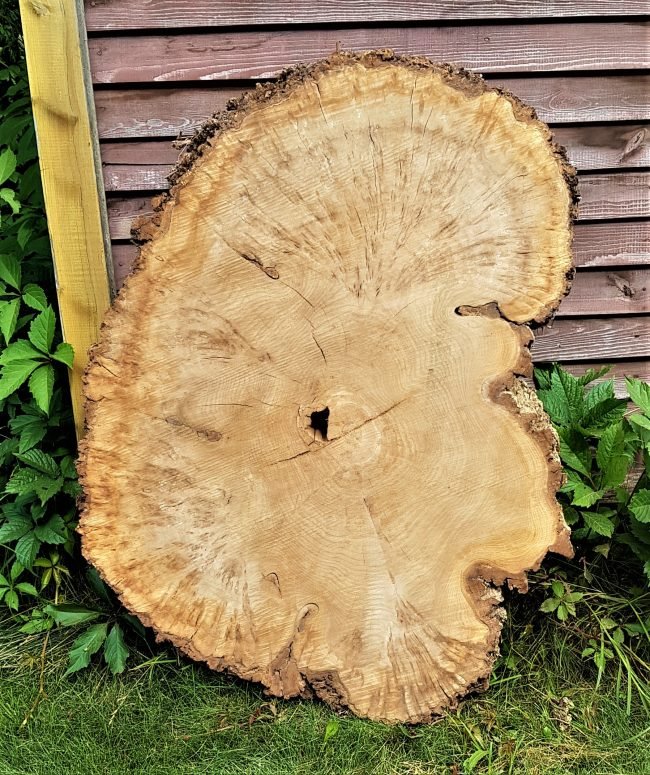 Каповый Тополь дерево