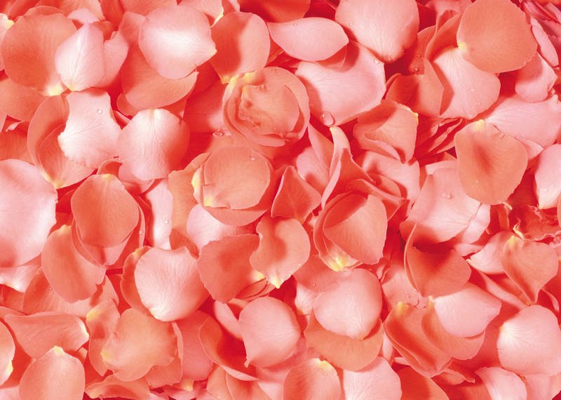 Розовые лепестки