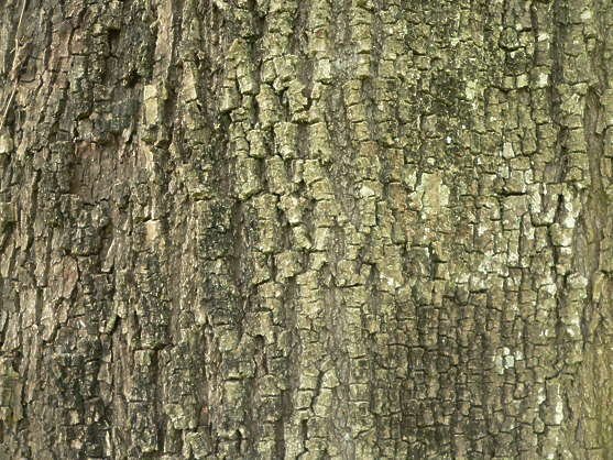 Кора лиственного дерева