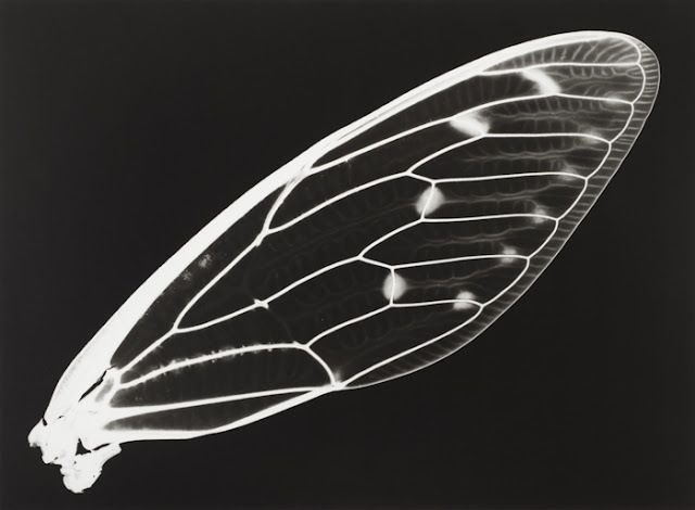 Крылья насекомых