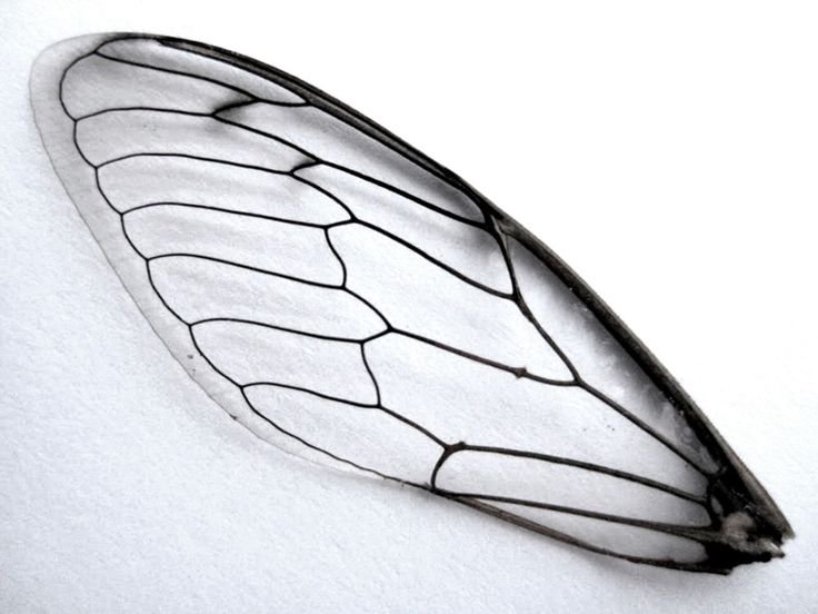 Крылья Стрекозы