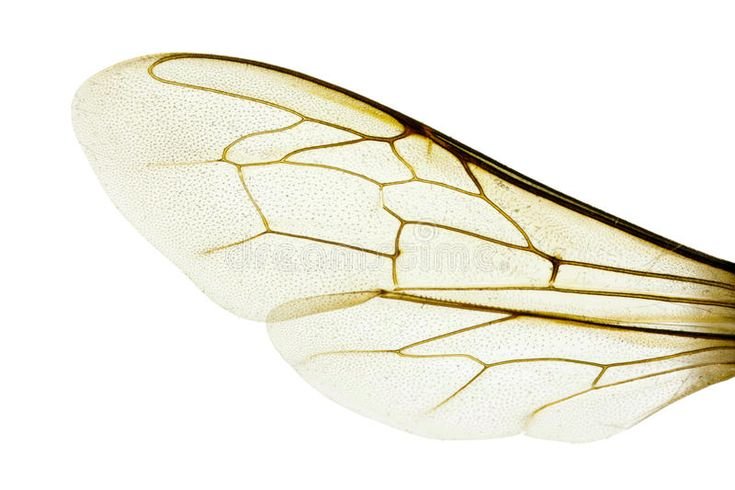 Крылья насекомых