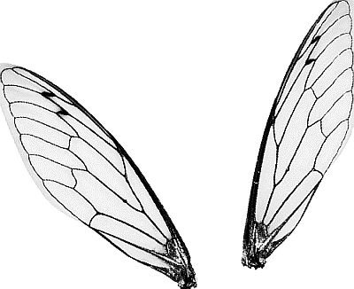 Крылья мухи