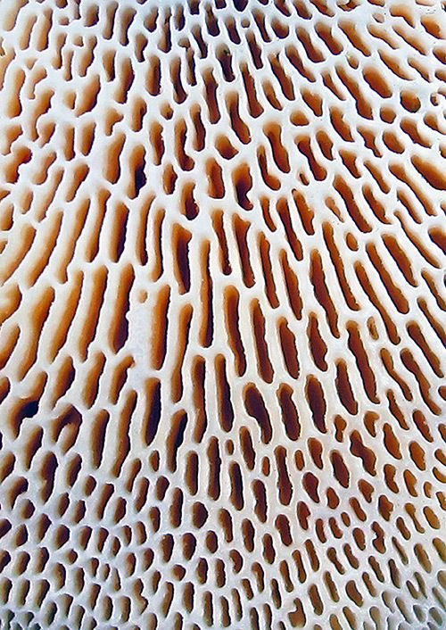 Текстура гриба