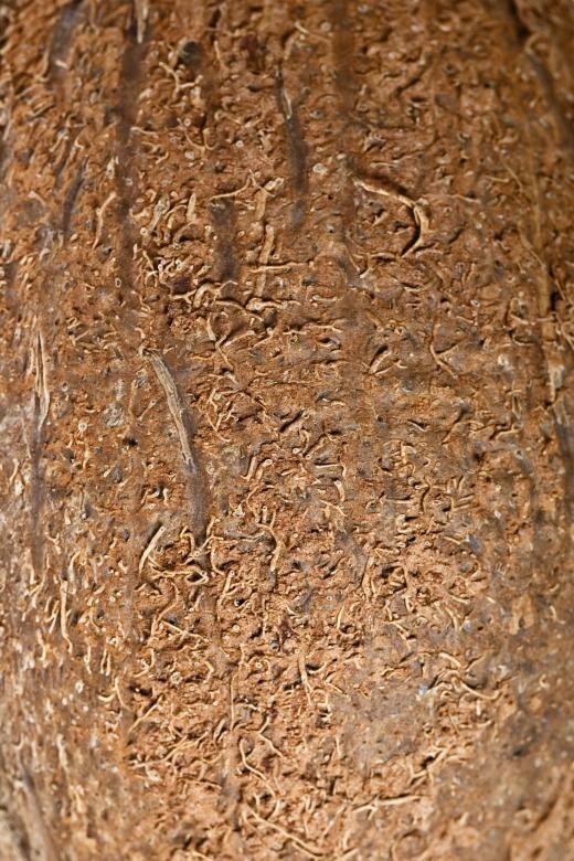 Текстура кокоса