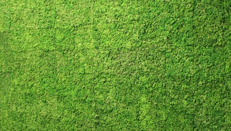 Мох текстура