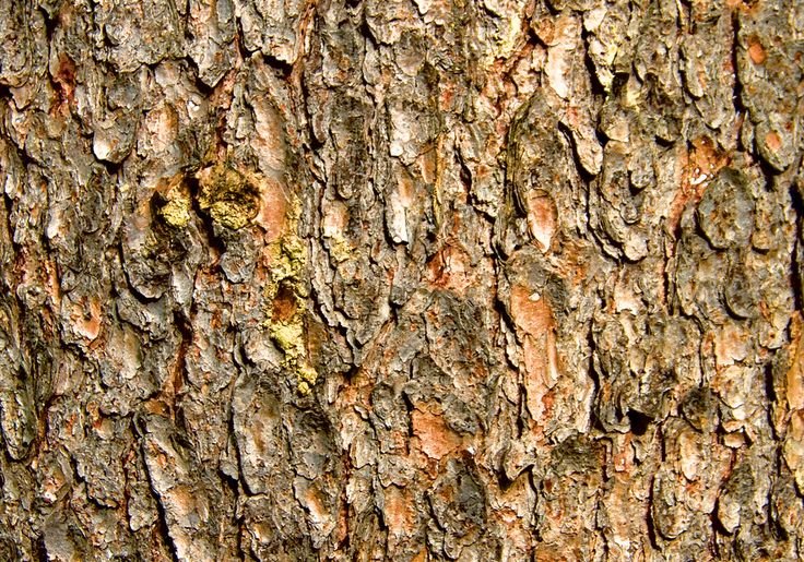 Пихта Сибирская кора