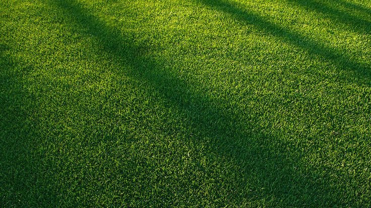 Трава вид сверху