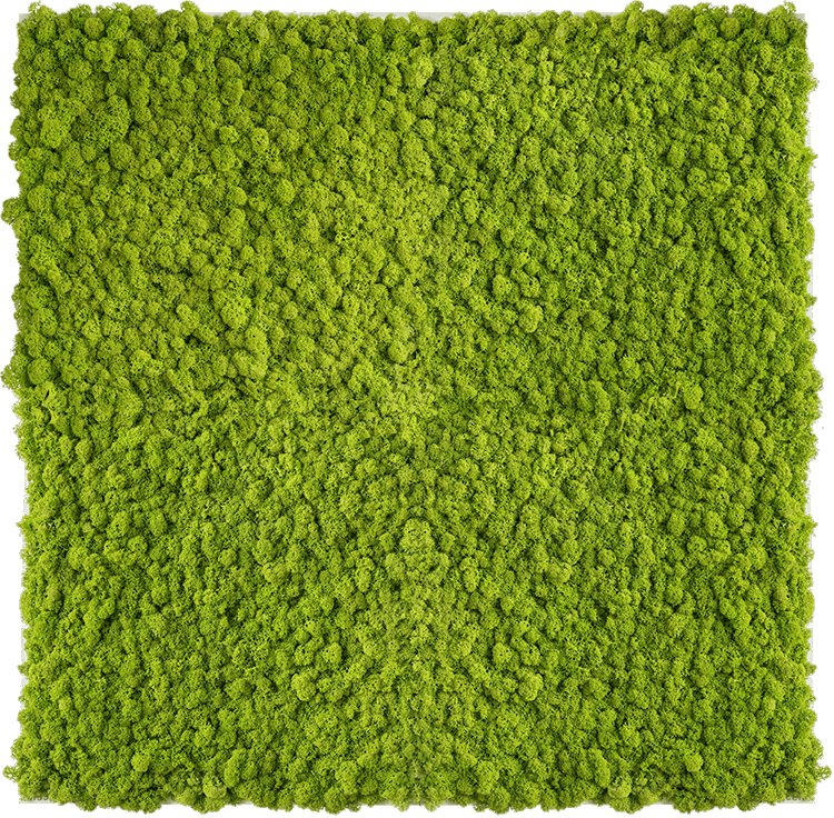 Мох ягель стабилизированный