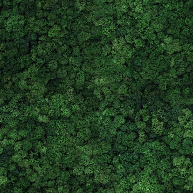 Мох текстура