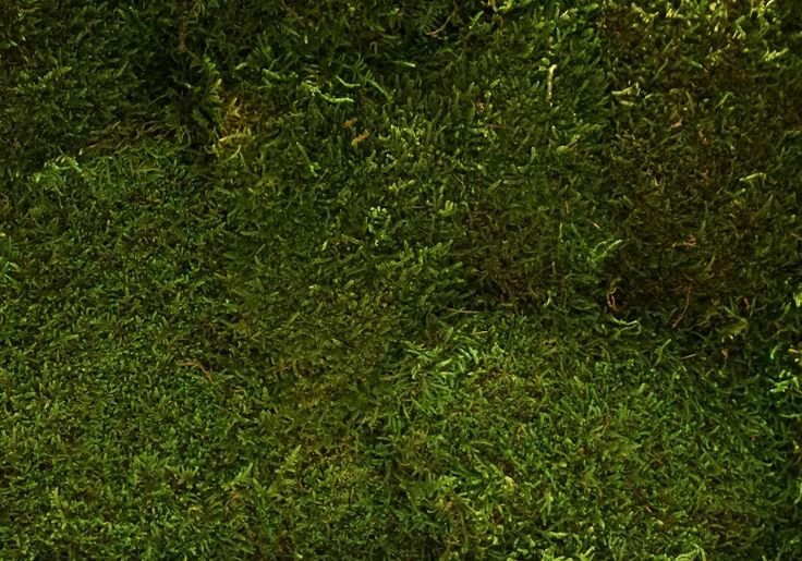 Текстура мох бесшовная для 3d Max