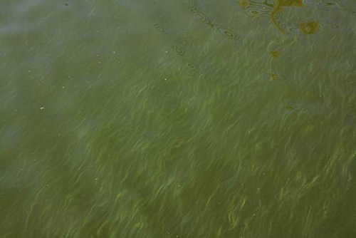 Мутная вода текстура