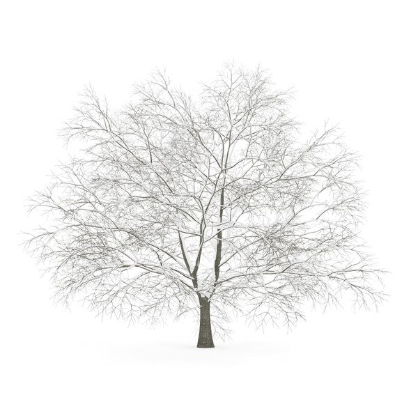 Заснеженное дерево на прозрачном фоне