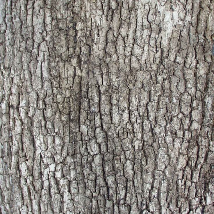 Текстура коры дерева
