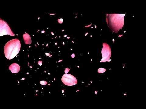 Лепестки роз