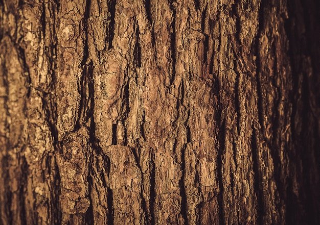 Текстура коры дерева