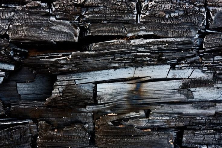 Обугленное дерево