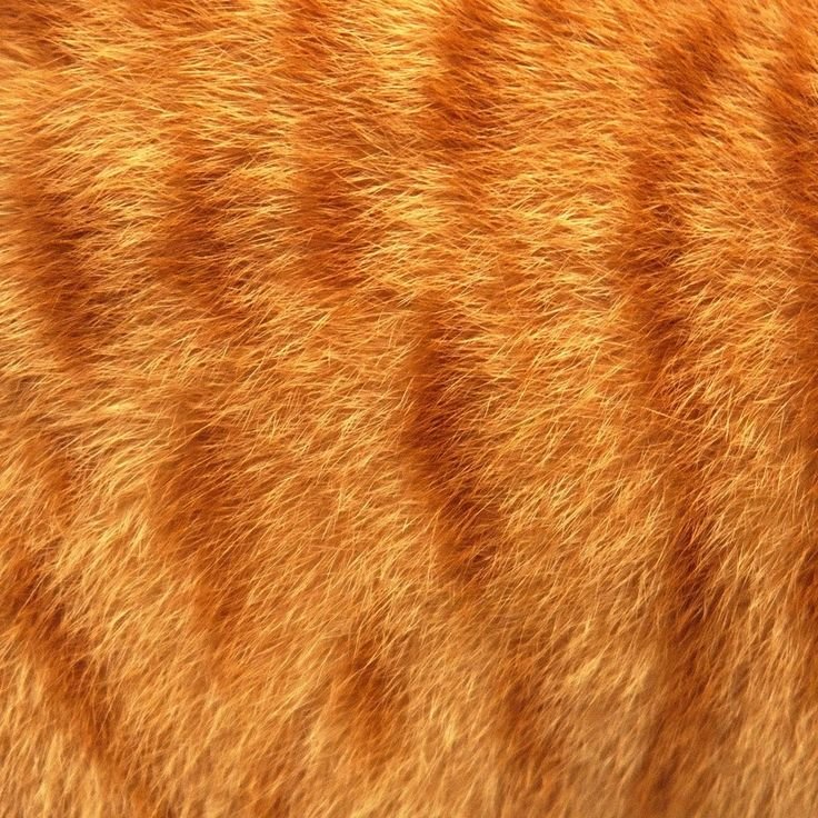 Текстура шерсти кота
