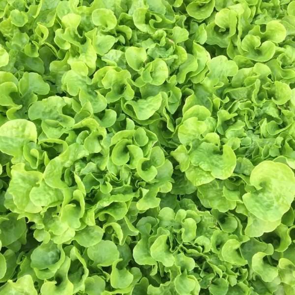 Латук семена