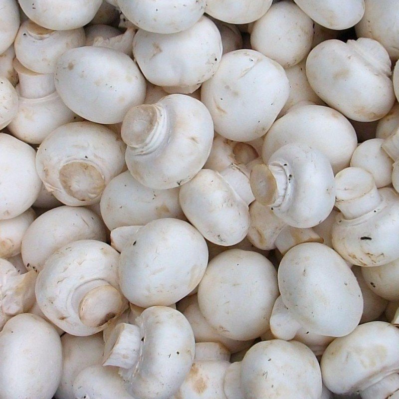 Шампиньоны свежие