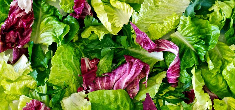 Салатные листья латук
