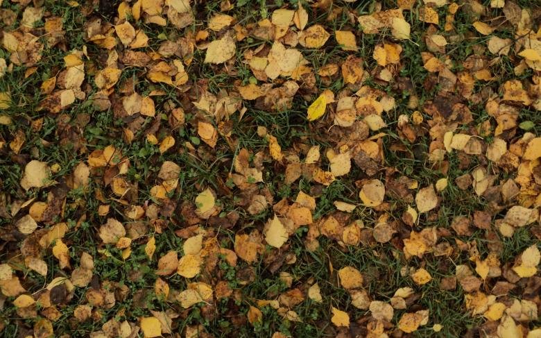 Текстура листа