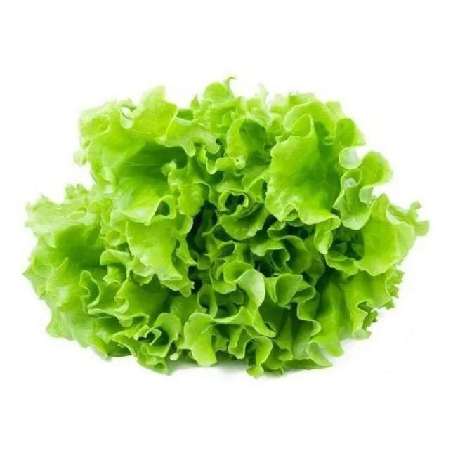 Эндивий кудрявый