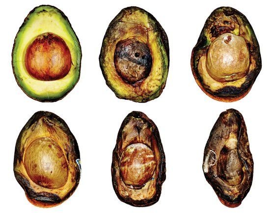 Строение семени авокадо