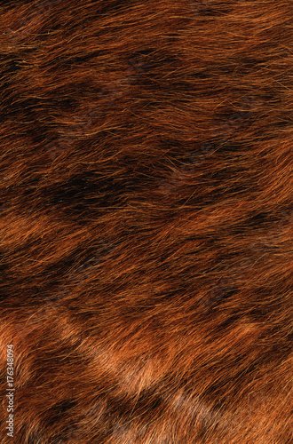 Текстура шерсти