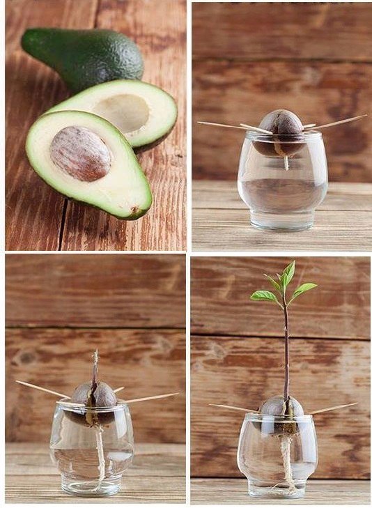 Прорастить авокадо