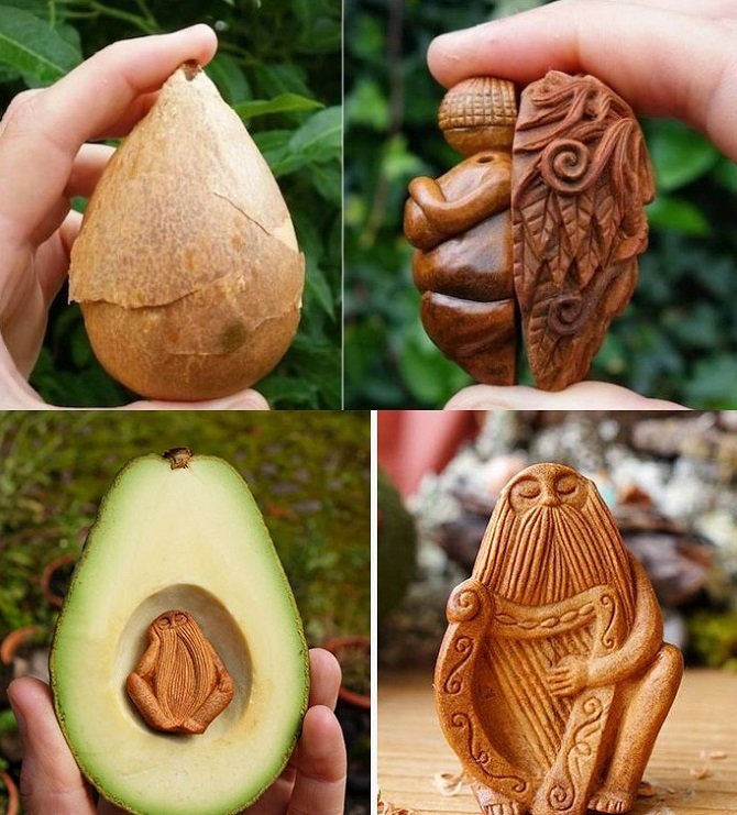 Косточка авокадо