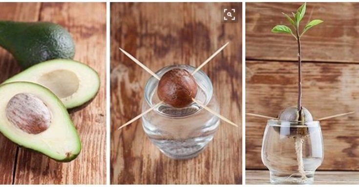 Авокадо косточка съедобная