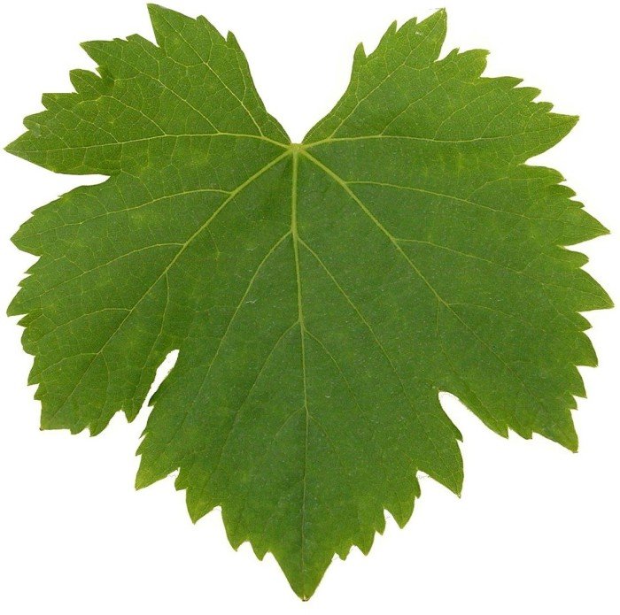 Листик винограда