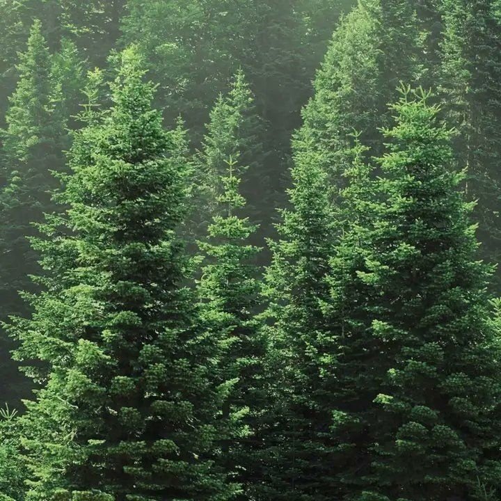 Пихта Сибирская хвоя