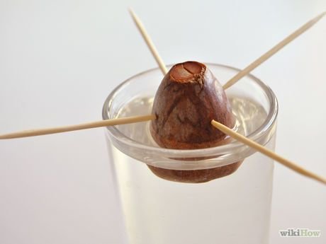 Проращивание косточки авокадо