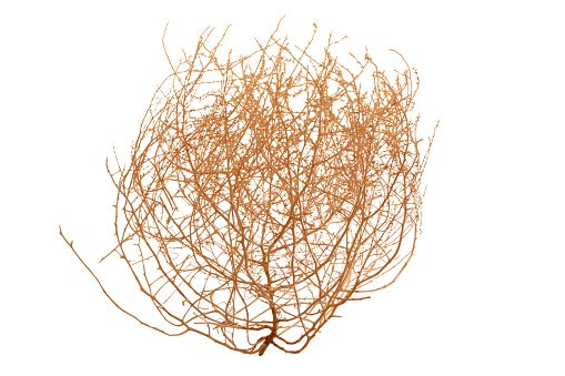 Куст перекати поле