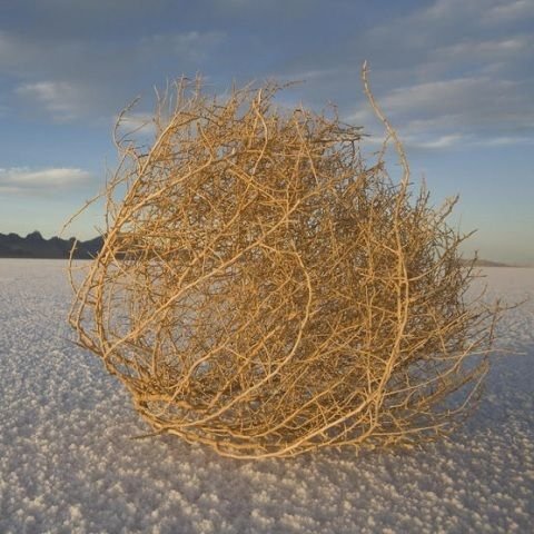 Перекати-поле растение