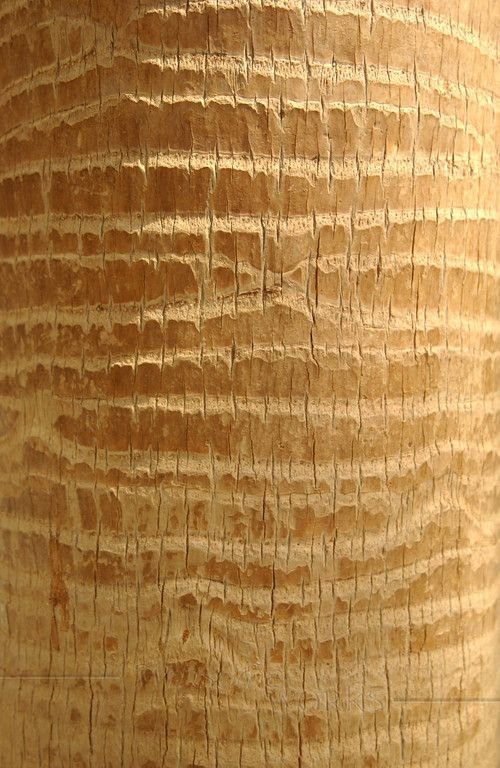 Текстура пальмового дерева