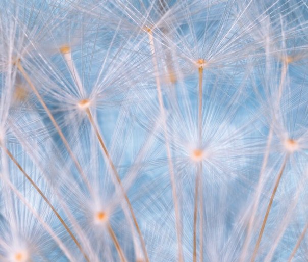 Одуванчик макро