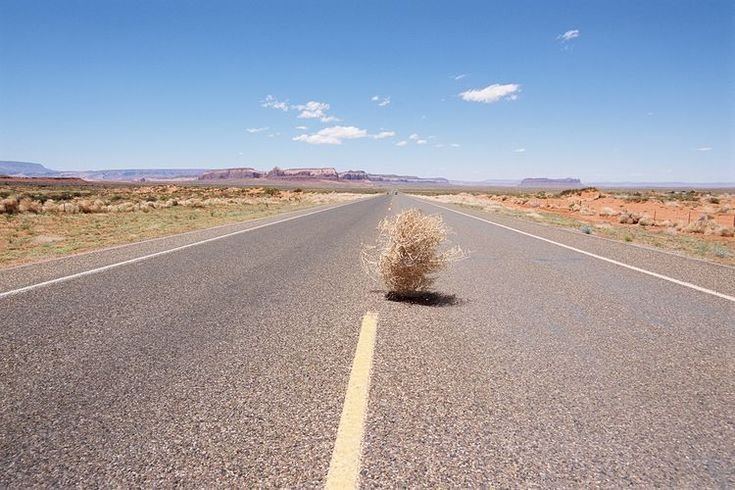 Перекати поле