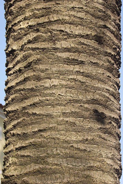 Кора пальмы