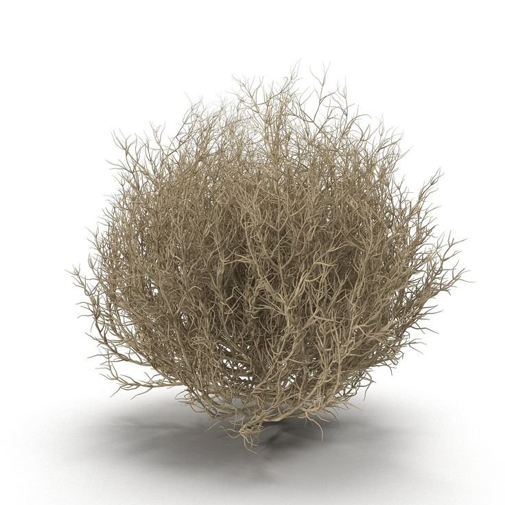 Перекати поле трава