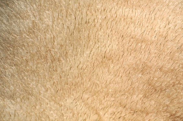 Текстура шерсти