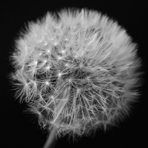 Одуванчик чб