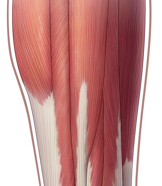 Текстура мышц