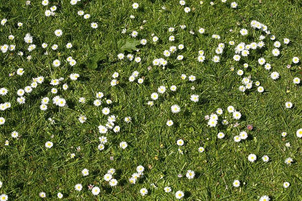 Цветы трава вид сверху