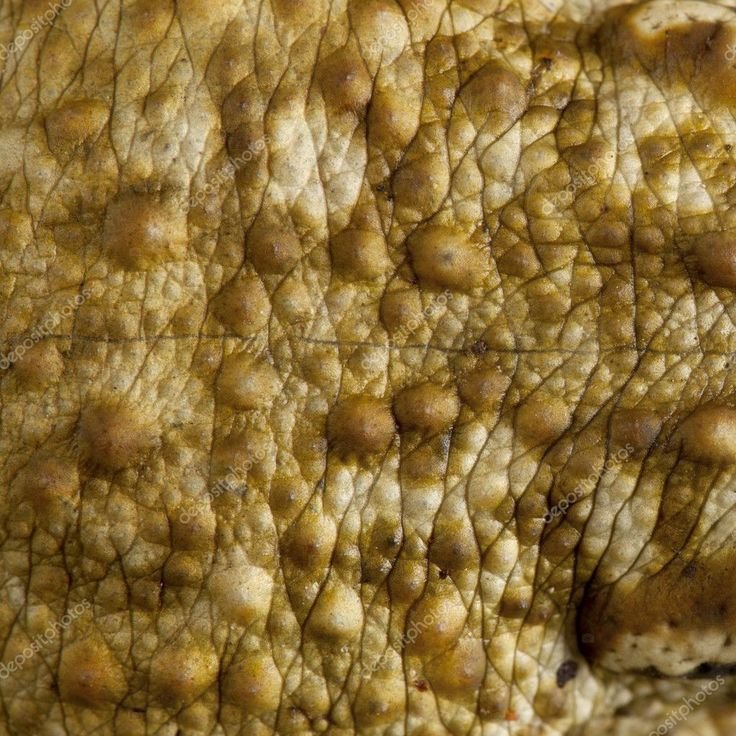 Кожа лягушки