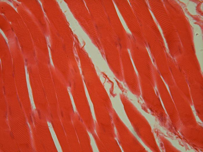 Гладкая мышечная ткань muscular Tissue