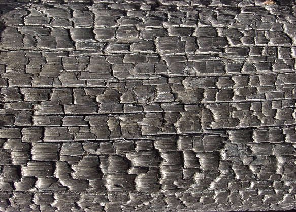 Обугленное дерево